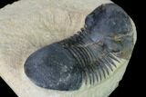Bargain, Paralejurus Trilobite - Morocco #165924-4
